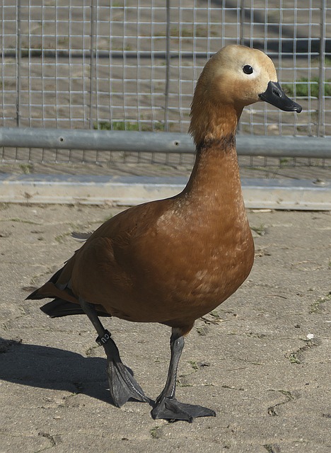 展现冠军之